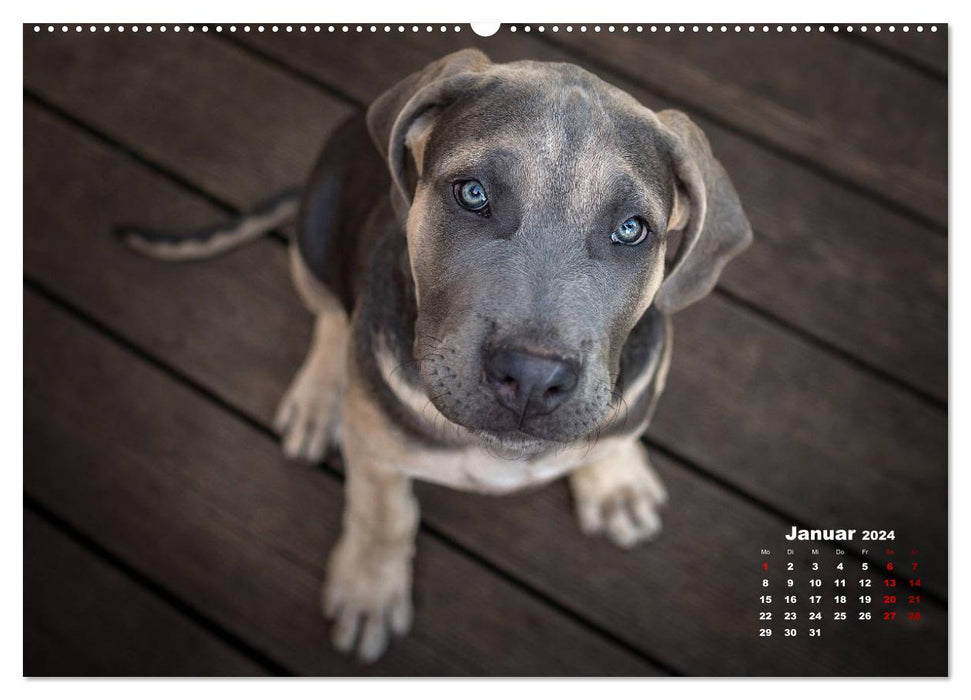 Listenhunde - mehr als nur eine Kategorie (CALVENDO Wandkalender 2024)