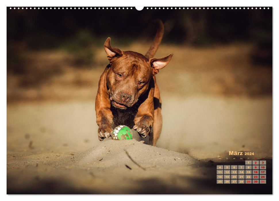 Listenhunde - mehr als nur eine Kategorie (CALVENDO Wandkalender 2024)