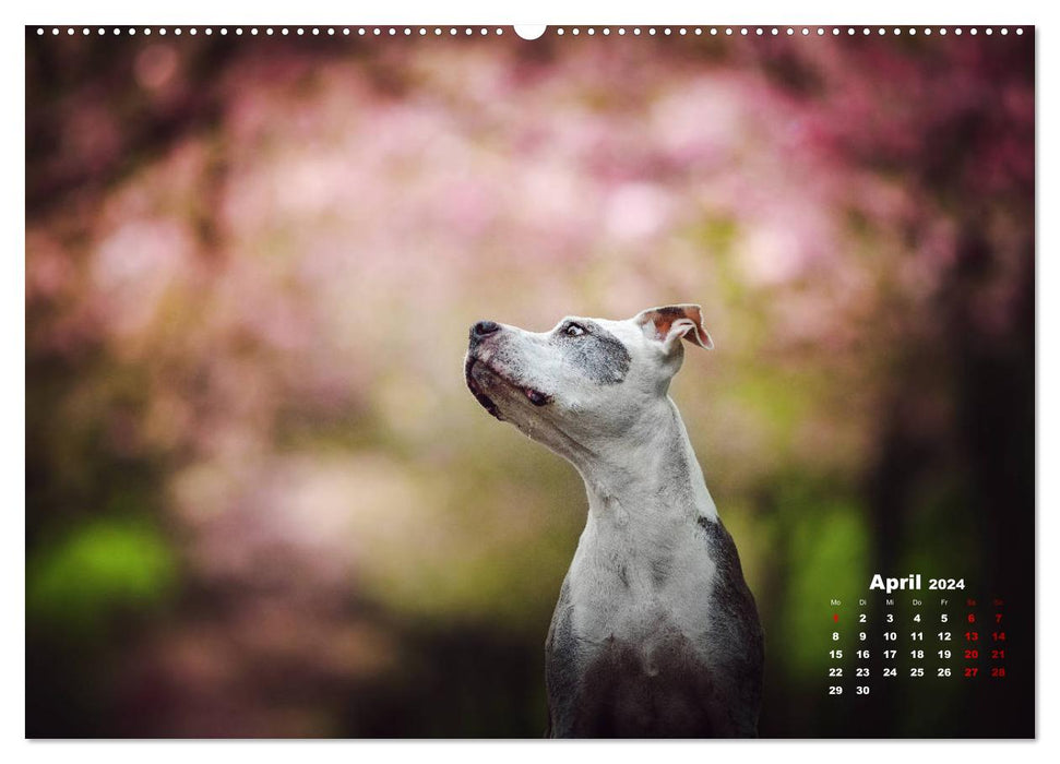 Listenhunde - mehr als nur eine Kategorie (CALVENDO Wandkalender 2024)