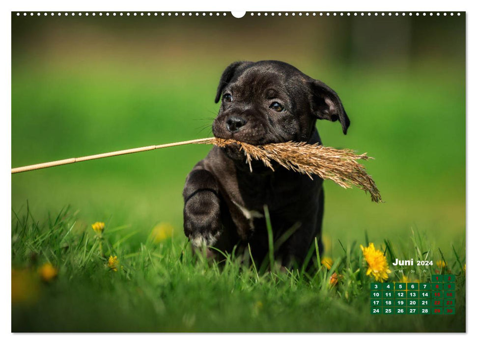 Listenhunde - mehr als nur eine Kategorie (CALVENDO Wandkalender 2024)