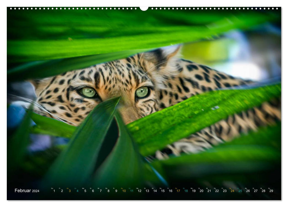 Dschungelleben - Tierportraits (CALVENDO Wandkalender 2024)