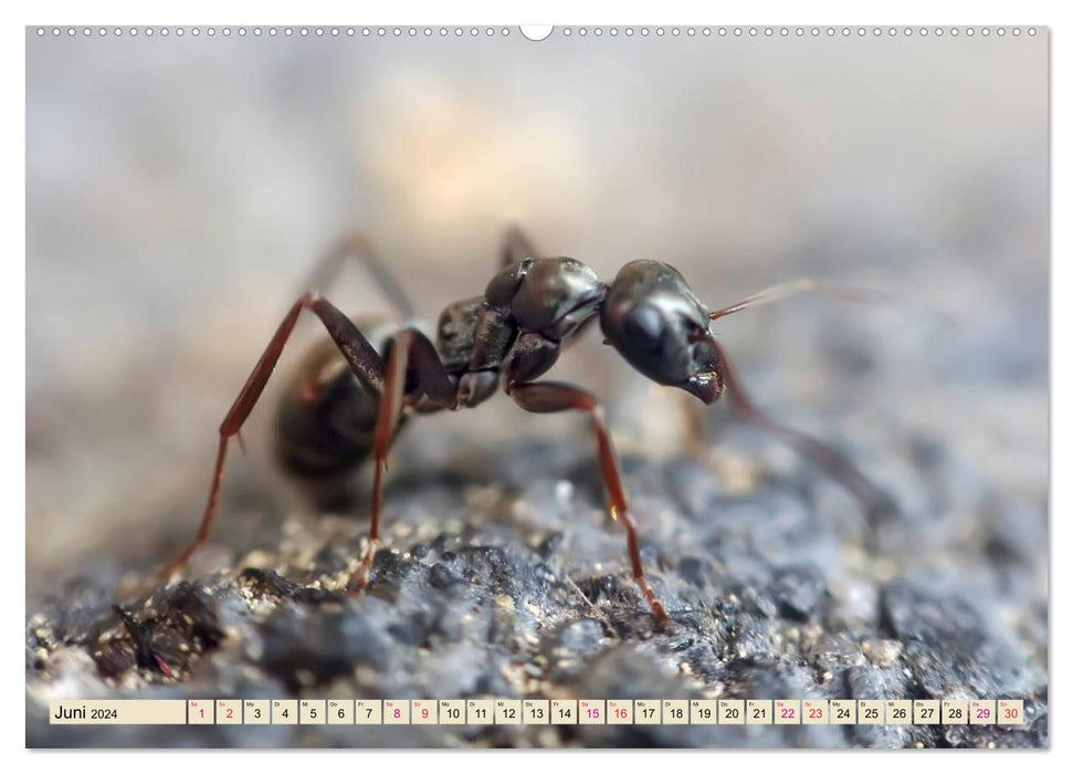 Ameisen - Ordnung im Durcheinander (CALVENDO Wandkalender 2024)