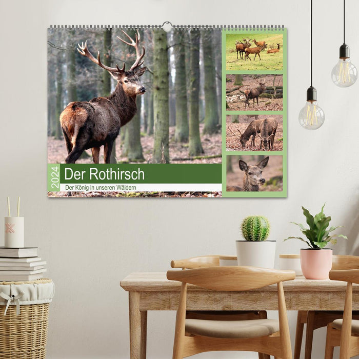 Der Rothirsch - Der König in unseren Wäldern (CALVENDO Wandkalender 2024)