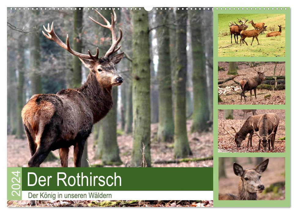 Der Rothirsch - Der König in unseren Wäldern (CALVENDO Wandkalender 2024)