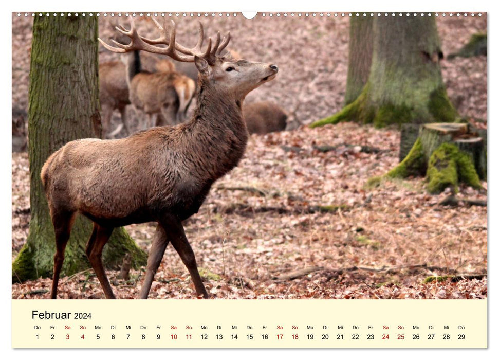 Der Rothirsch - Der König in unseren Wäldern (CALVENDO Wandkalender 2024)