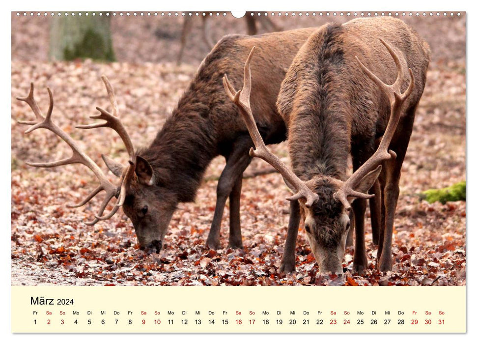 Der Rothirsch - Der König in unseren Wäldern (CALVENDO Wandkalender 2024)