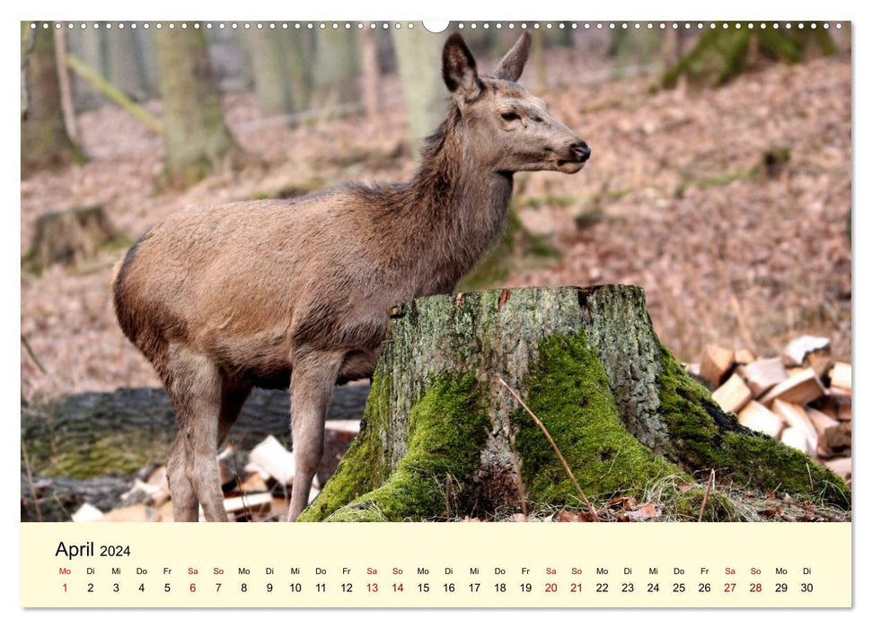 Der Rothirsch - Der König in unseren Wäldern (CALVENDO Wandkalender 2024)