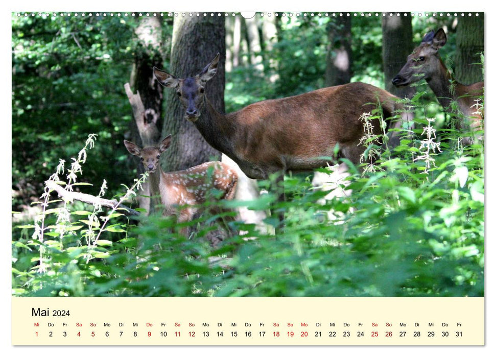 Der Rothirsch - Der König in unseren Wäldern (CALVENDO Wandkalender 2024)