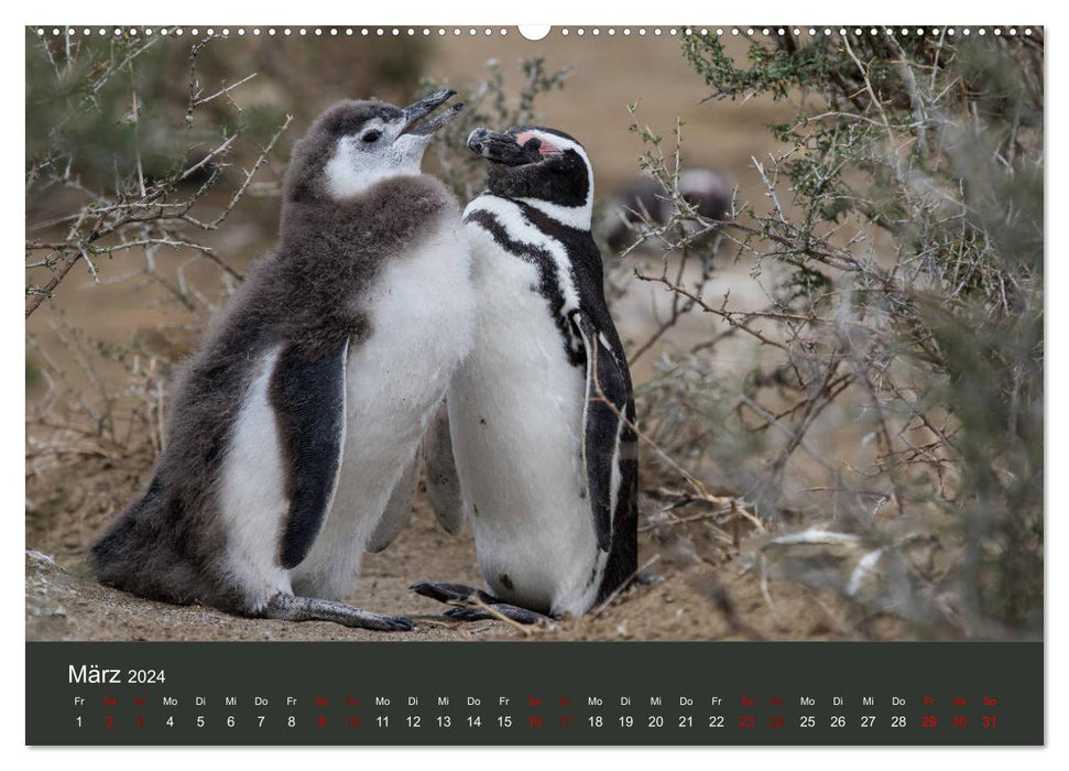 Patagonien - Am Puls der Wildnis (CALVENDO Wandkalender 2024)