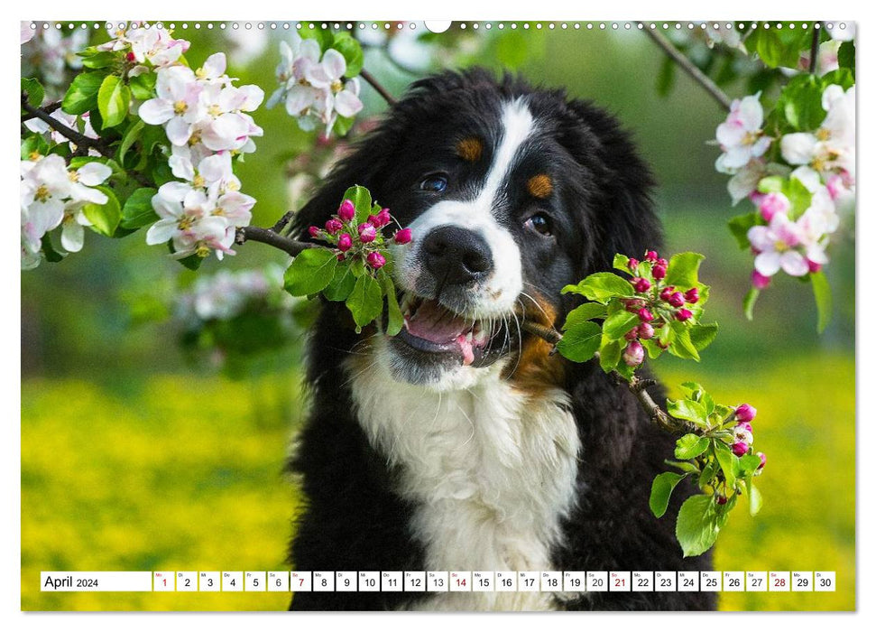 Faszinierende Schönheit Berner Sennenhund (CALVENDO Wandkalender 2024)