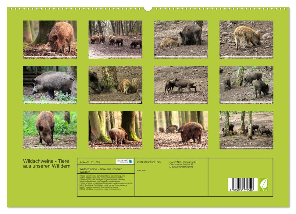 Wildschweine - Tiere aus unseren Wäldern (CALVENDO Premium Wandkalender 2024)