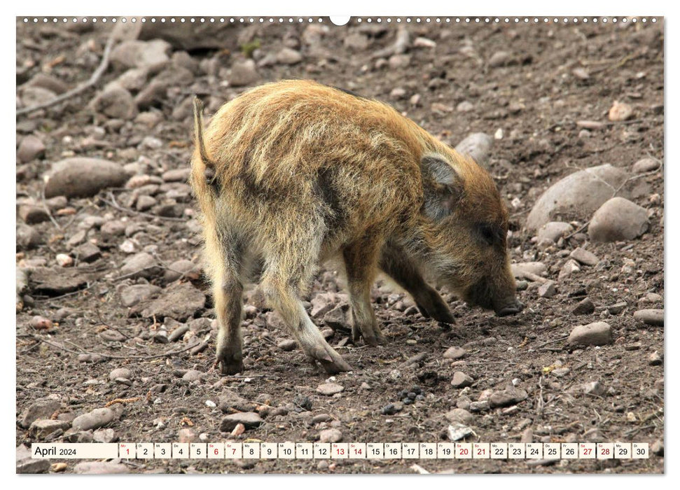 Wildschweine - Tiere aus unseren Wäldern (CALVENDO Premium Wandkalender 2024)