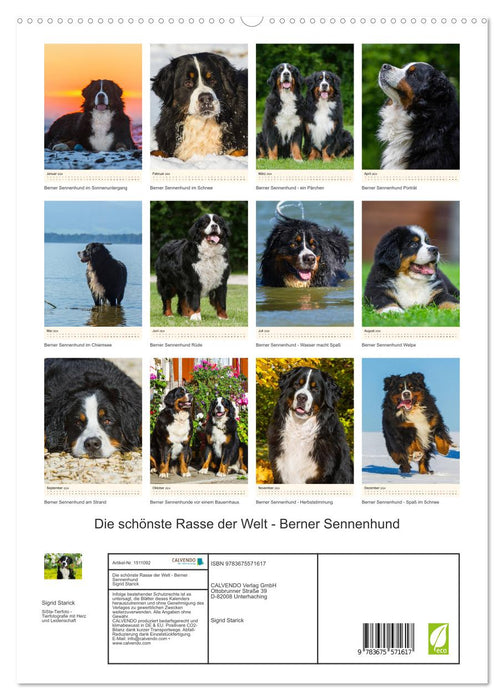 Die schönste Rasse der Welt - Berner Sennenhund (CALVENDO Premium Wandkalender 2024)