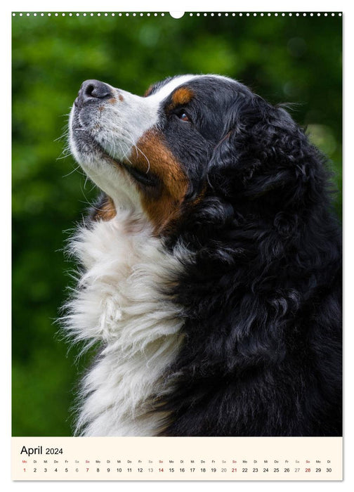 Die schönste Rasse der Welt - Berner Sennenhund (CALVENDO Premium Wandkalender 2024)