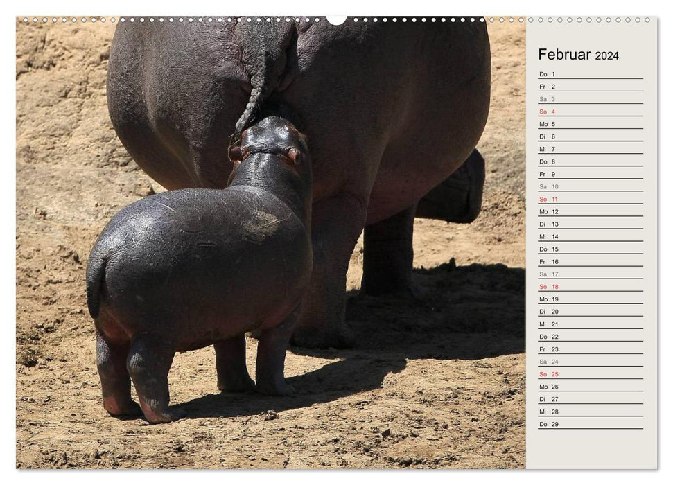 Hippos - Begegnungen in Afrika (CALVENDO Premium Wandkalender 2024)