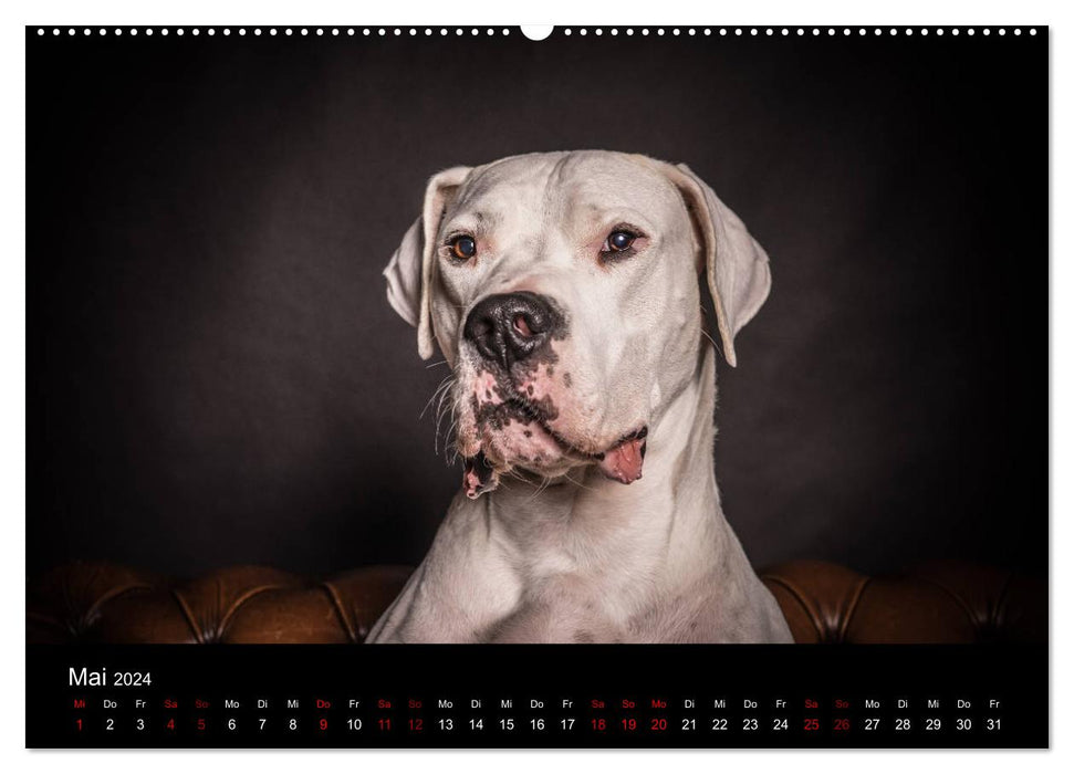 DOGO ARGENTINO (CALVENDO Premium Wandkalender 2024)