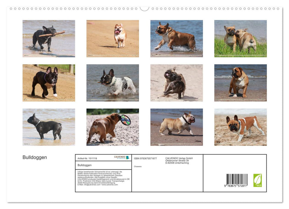 Bulldoggen - Englische und Französische Bulldoggen (CALVENDO Premium Wandkalender 2024)