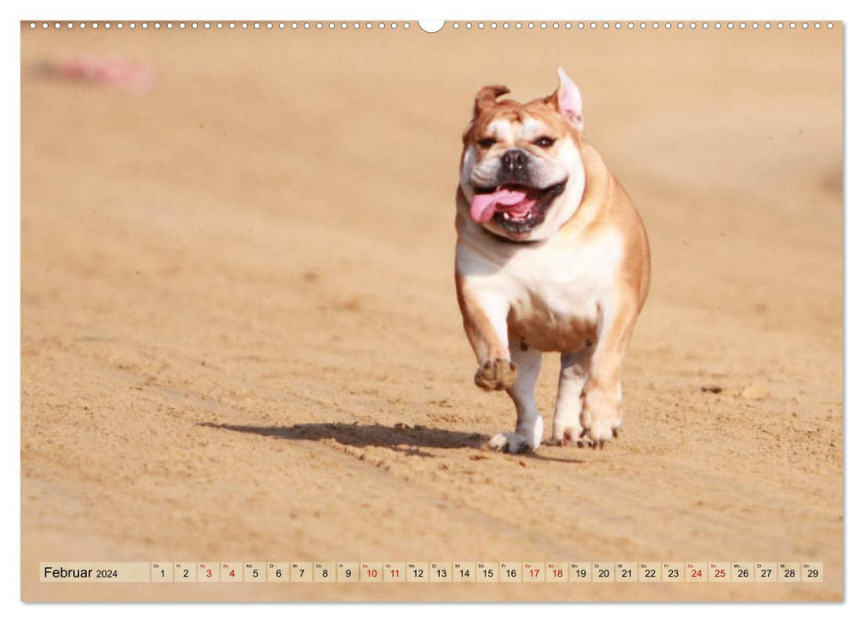 Bulldoggen - Englische und Französische Bulldoggen (CALVENDO Premium Wandkalender 2024)