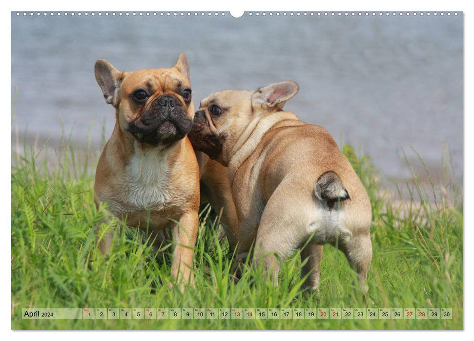 Bulldoggen - Englische und Französische Bulldoggen (CALVENDO Premium Wandkalender 2024)