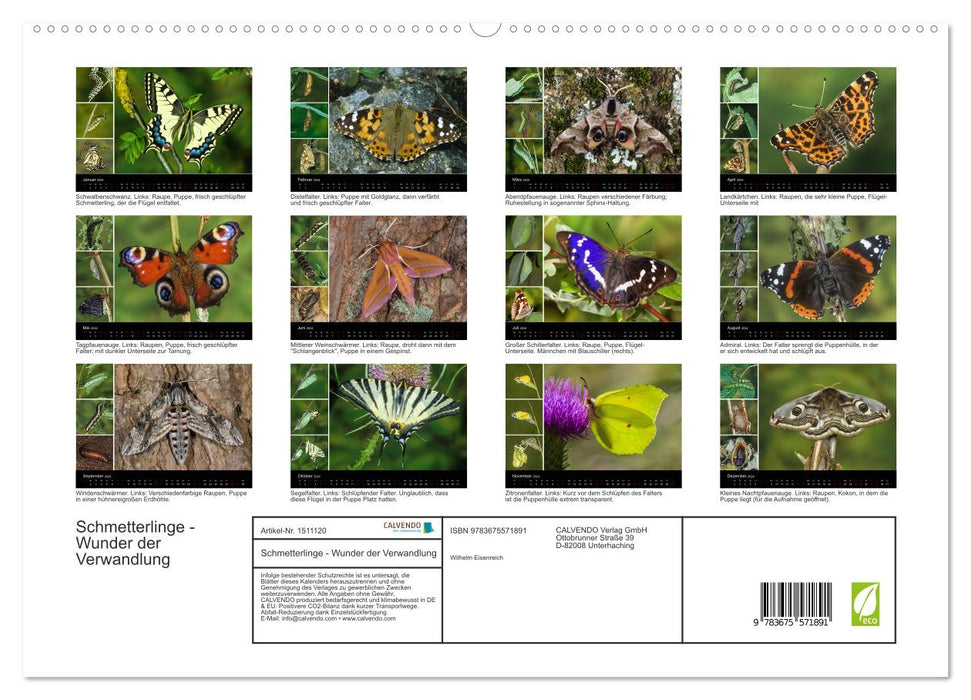 Schmetterlinge - Wunder der Verwandlung (CALVENDO Premium Wandkalender 2024)