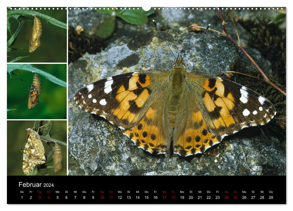 Schmetterlinge - Wunder der Verwandlung (CALVENDO Premium Wandkalender 2024)