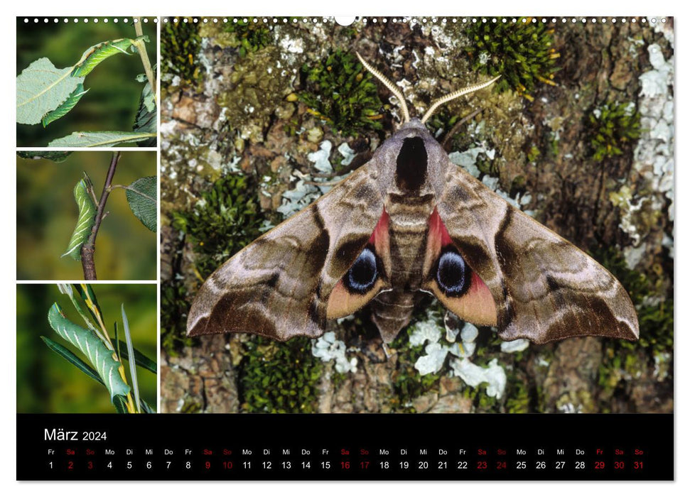 Schmetterlinge - Wunder der Verwandlung (CALVENDO Premium Wandkalender 2024)