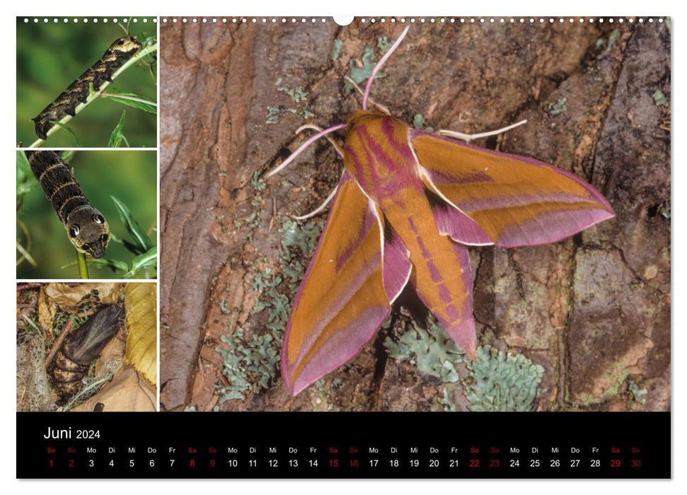 Schmetterlinge - Wunder der Verwandlung (CALVENDO Premium Wandkalender 2024)