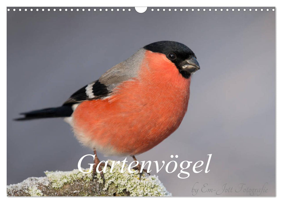 Vögel aus dem Garten (CALVENDO Wandkalender 2024)