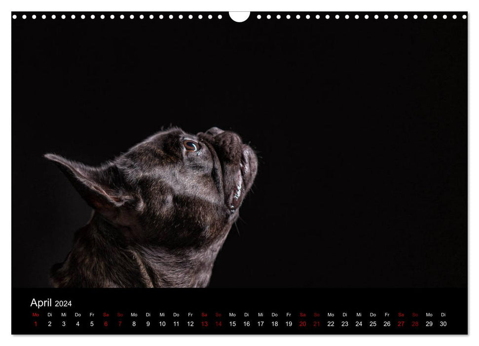 French Bulldog (CALVENDO Wandkalender 2024)