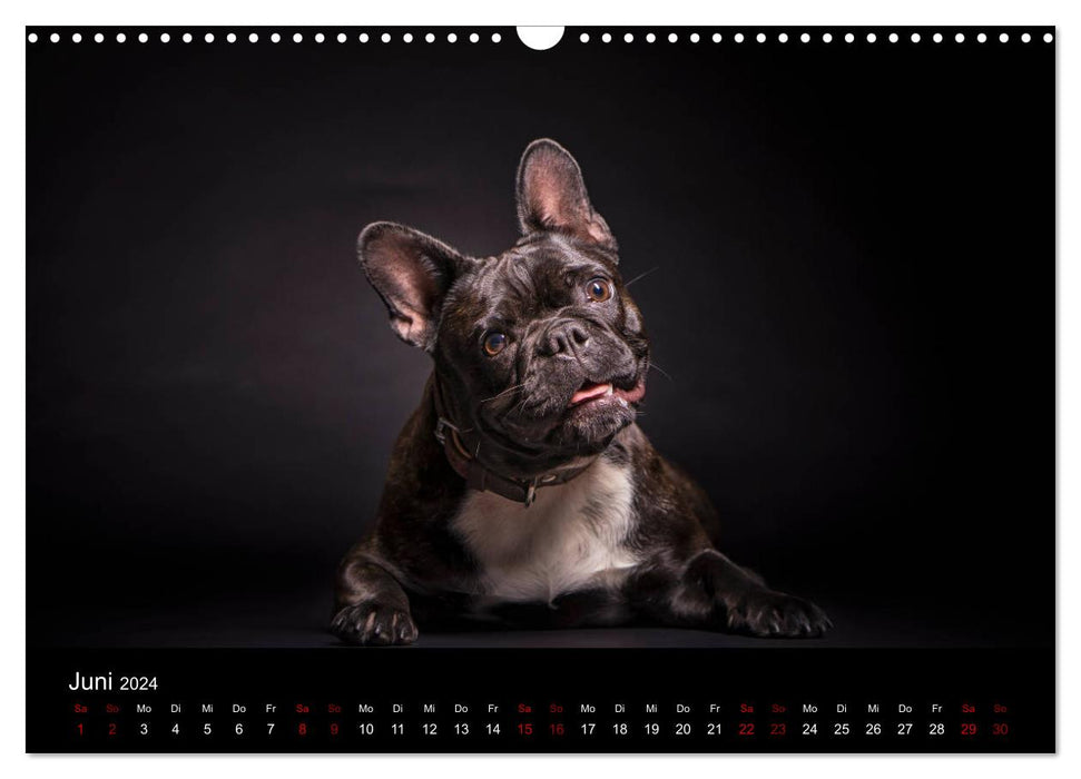 French Bulldog (CALVENDO Wandkalender 2024)