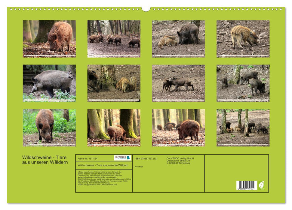 Wildschweine - Tiere aus unseren Wäldern (CALVENDO Wandkalender 2024)
