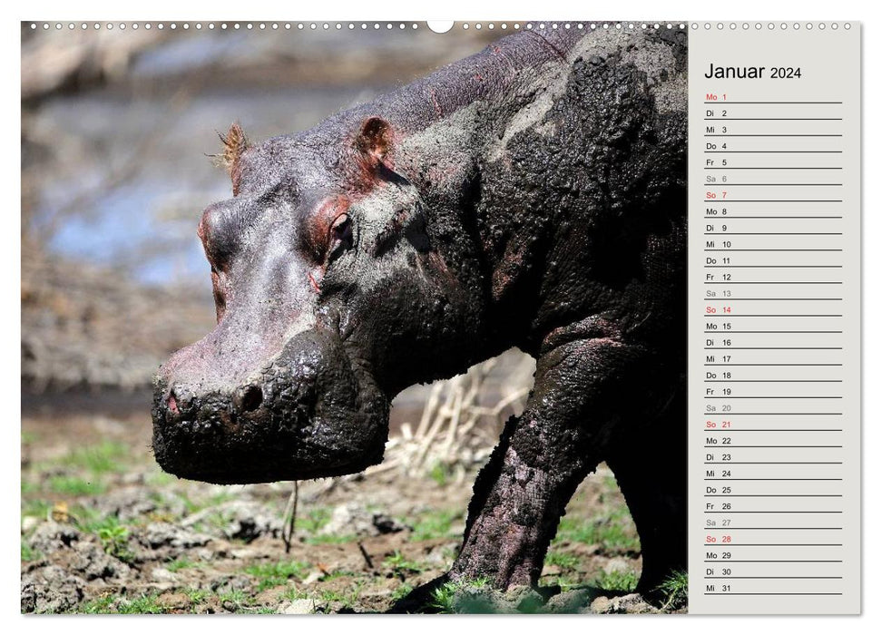 Hippos - Begegnungen in Afrika (CALVENDO Wandkalender 2024)