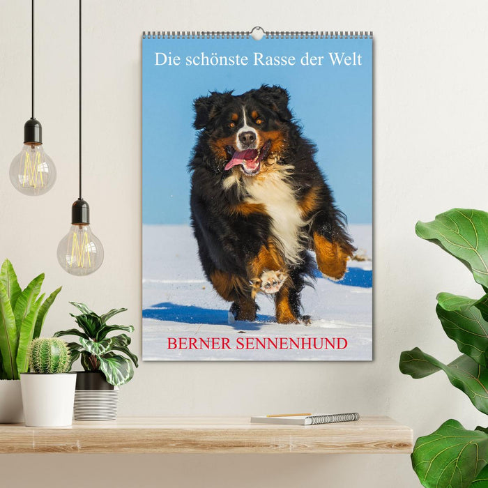 Die schönste Rasse der Welt - Berner Sennenhund (CALVENDO Wandkalender 2024)