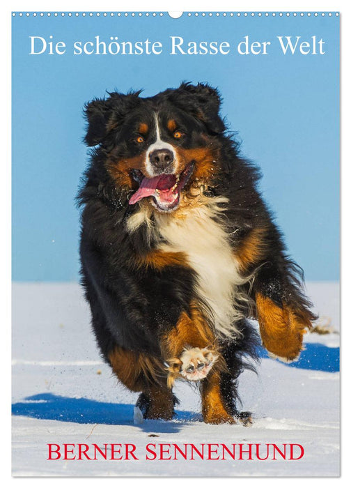 Die schönste Rasse der Welt - Berner Sennenhund (CALVENDO Wandkalender 2024)