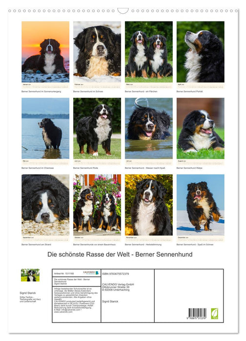 Die schönste Rasse der Welt - Berner Sennenhund (CALVENDO Wandkalender 2024)