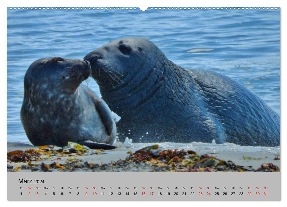Wilder Nordosten - Aug in Aug mit Tieren der Ostseeregion (CALVENDO Wandkalender 2024)