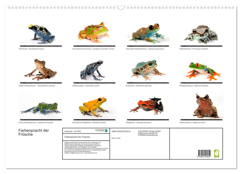 Farbenpracht der Frösche (CALVENDO Wandkalender 2024)