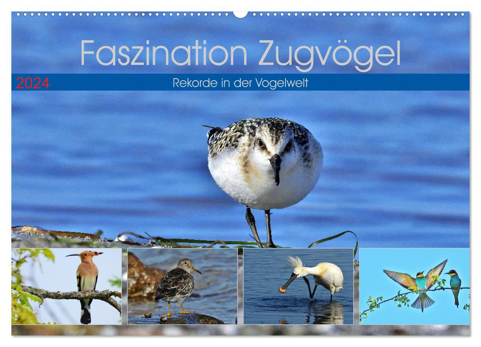 Faszination Zugvögel - Rekorde in der Vogelwelt (CALVENDO Wandkalender 2024)