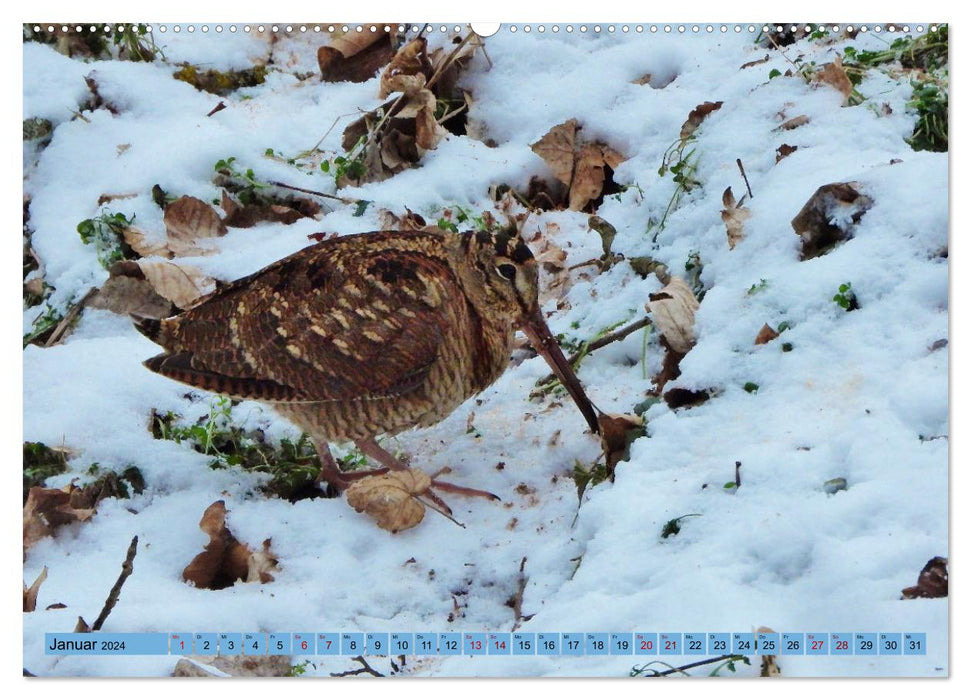 Faszination Zugvögel - Rekorde in der Vogelwelt (CALVENDO Wandkalender 2024)