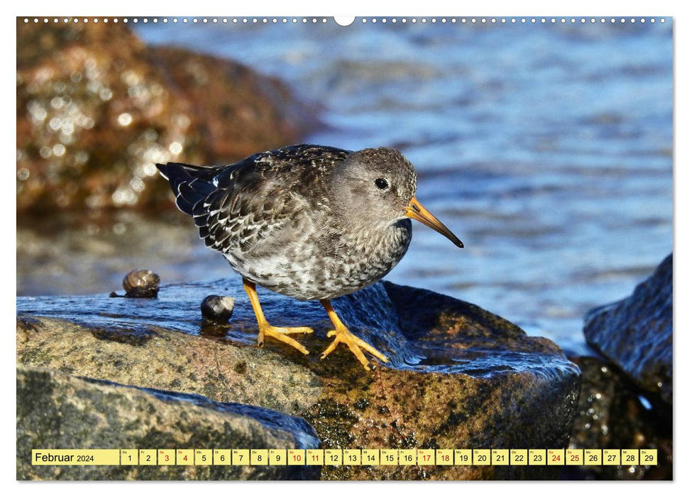 Faszination Zugvögel - Rekorde in der Vogelwelt (CALVENDO Wandkalender 2024)