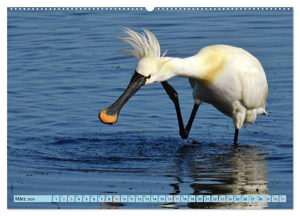 Faszination Zugvögel - Rekorde in der Vogelwelt (CALVENDO Wandkalender 2024)