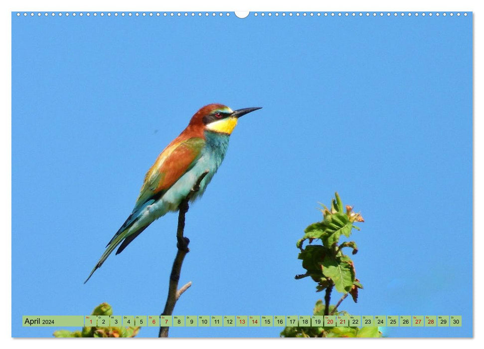 Faszination Zugvögel - Rekorde in der Vogelwelt (CALVENDO Wandkalender 2024)