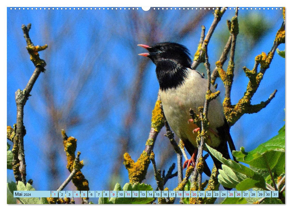 Faszination Zugvögel - Rekorde in der Vogelwelt (CALVENDO Wandkalender 2024)