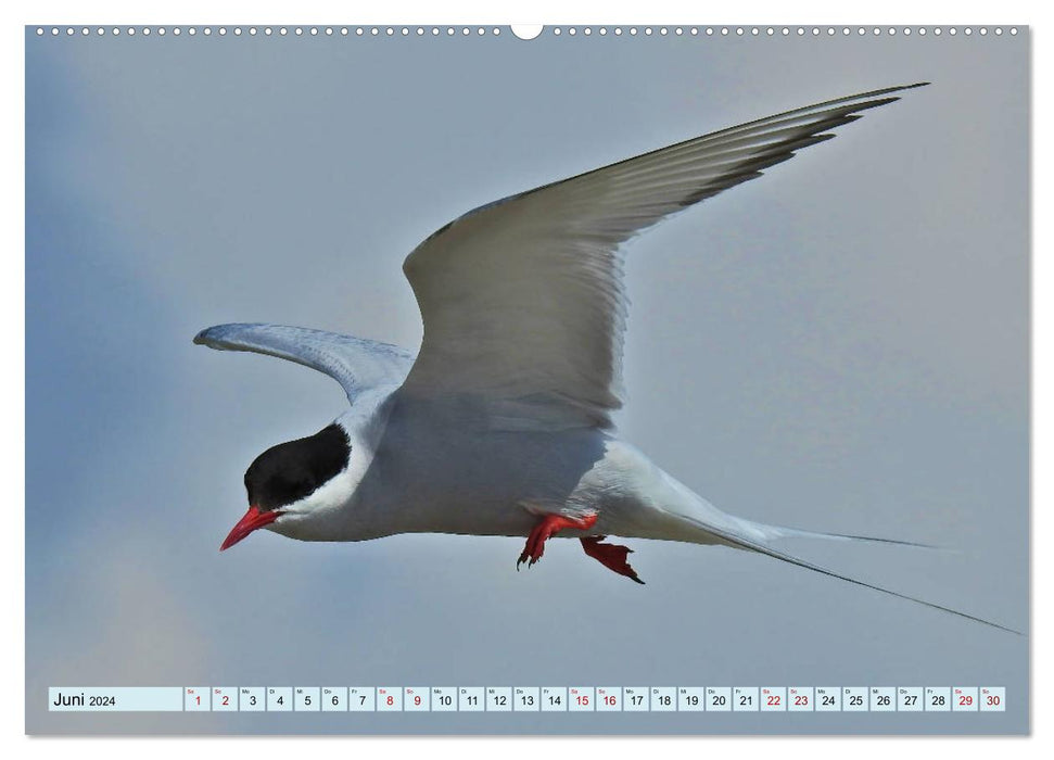 Faszination Zugvögel - Rekorde in der Vogelwelt (CALVENDO Wandkalender 2024)