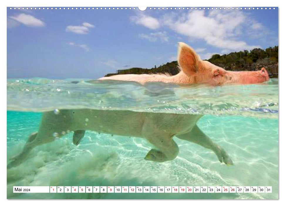 Schweine im Dauerurlaub auf den Bahamas! (CALVENDO Premium Wandkalender 2024)