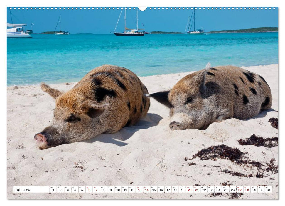 Schweine im Dauerurlaub auf den Bahamas! (CALVENDO Premium Wandkalender 2024)