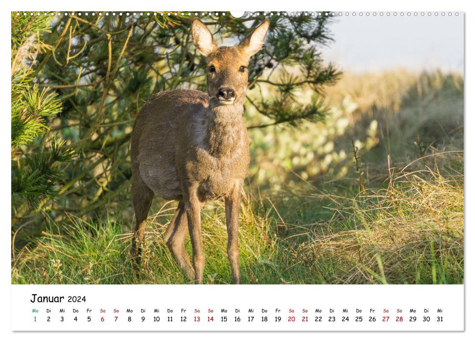 Wunderbare Tierwelt Deutschlands (CALVENDO Wandkalender 2024)