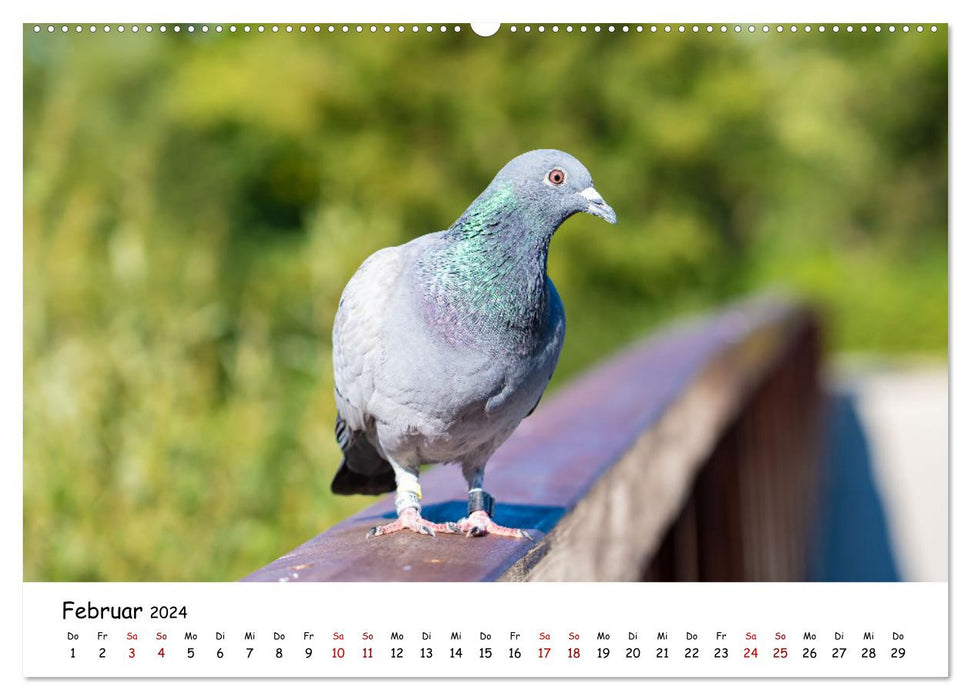 Wunderbare Tierwelt Deutschlands (CALVENDO Wandkalender 2024)