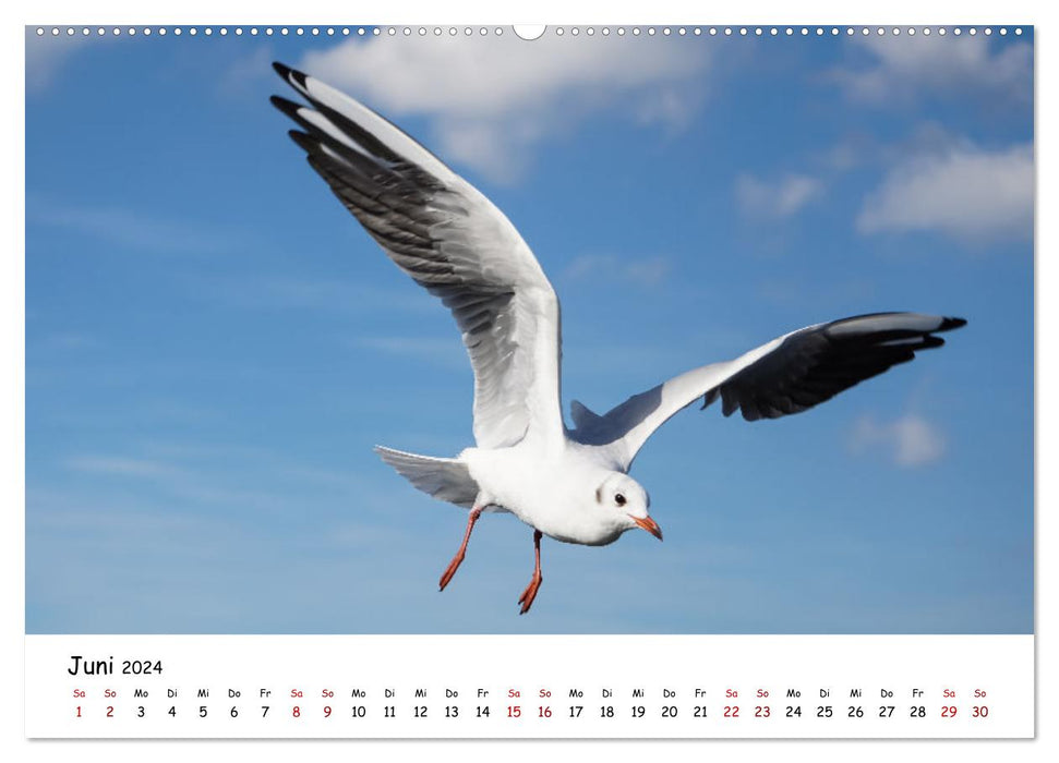 Wunderbare Tierwelt Deutschlands (CALVENDO Wandkalender 2024)