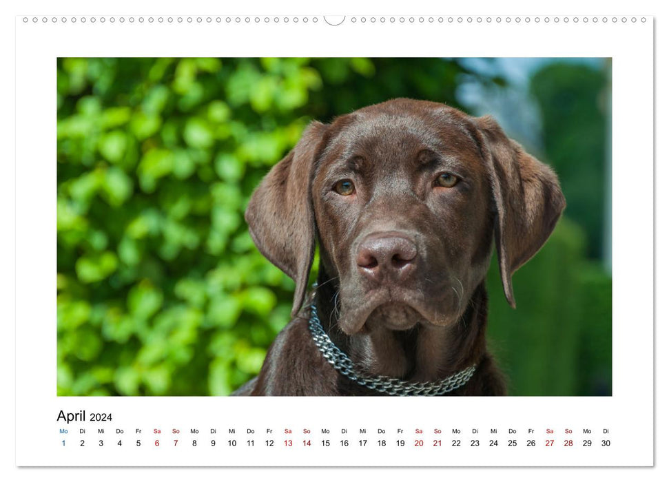 Hunde - vom Mischling bis zum Rassehund (CALVENDO Wandkalender 2024)